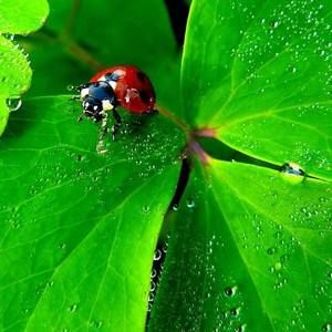 Meet your Posher, Lucky